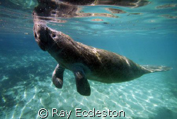 Manatee coming up for air. Taken at Crystal River FL. by Ray Eccleston 